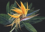BIRD PARADISE - SOLITUDE