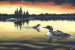 EVENING LOONS