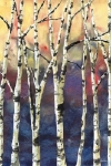 FALL BIRCHES