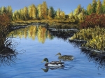 MALLARD AUTUMN