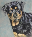 Oskar - SOLD