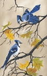 BLUE JAY TALK