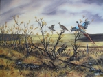 PRAIRIE PHEASANT