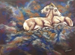 Rocky Mountain Sheep Rest