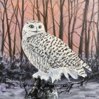 Snowy Owl on 